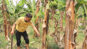 स्वदेशमै केरा खेती गरेका:  धन बहादुर बुढाको सङ्घर्ष र सम्भावना कृषीकाे यात्रा